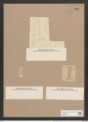 Navicula cancellata var. subapiculata Grun. (de-Toni-Nr.: Genus 1, Species 116) Zeichnungen Sammlung Grunow Nr. 366 (NHMW-BOT-W0366655)